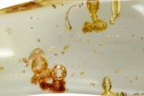 Polished Colombian Copal ( g) - Contains Termites! #326725-1